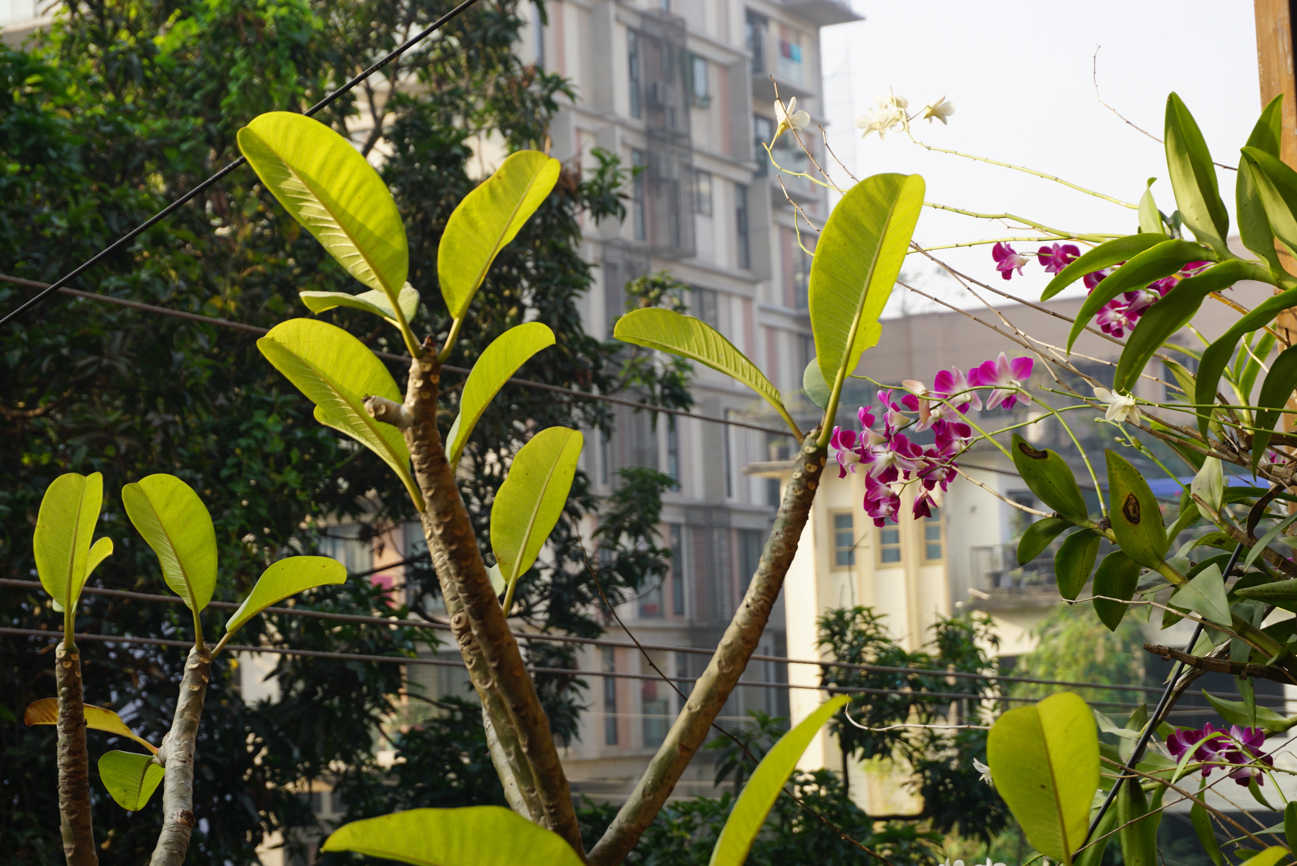 Leaves